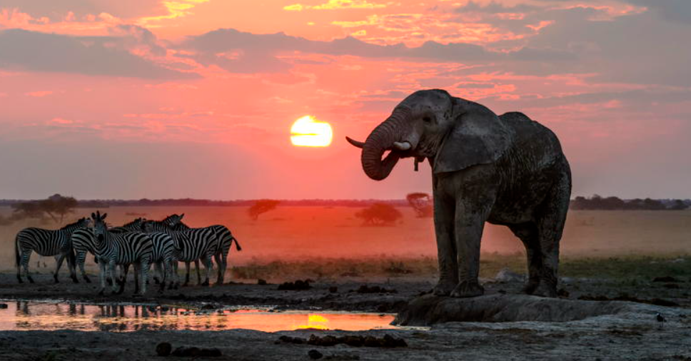 Nxai Pan National Park, North-Central Botswana, Botswana